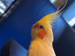 -bluefrog蓝蛙(水游城店)