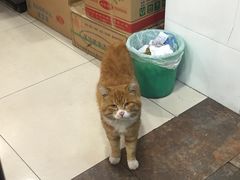 -盛京人人鸡味抻面(珠江桥店)