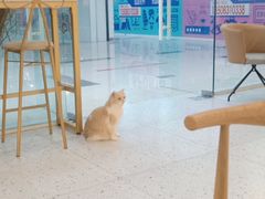 -猫域·湾主题猫咖·宠物吧(南坪城市广场店)