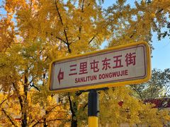 -三里屯东五街银杏大道