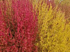 -天津东丽湖风景区