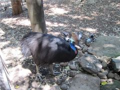 -费瑟代尔野生动物园