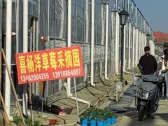 -喜杨洋草莓采摘园