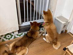 -是阿柴呀！柴犬咖啡·爱喵喵猫咖