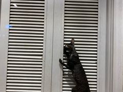 -猫小院猫主题餐厅(三里屯店)