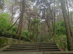 -铁山坪森林公园