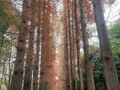 -花溪公园