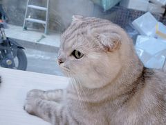 -猫咪派对(江南西店)