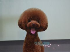 泰迪蘑菇头-可爱是宠物(容辰庄园店)