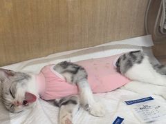 -北京观赏动物医院·24小时大型综合·猫专科·异宠专科