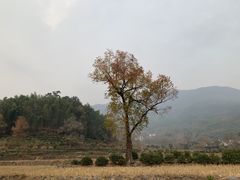 -塔川景区