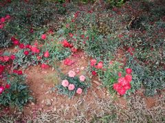 -人民公园(罗湖区)