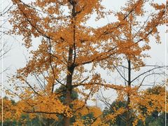 -重庆中央公园(渝北区)