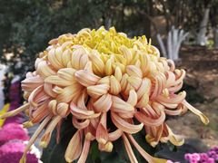 -菊花台公园