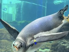 -悉尼海洋生物水族馆