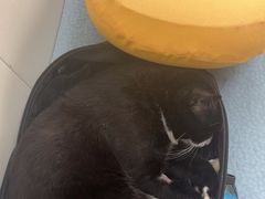 -美联众合动物医院·24h京西诊疗中心