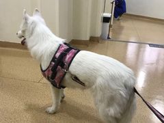 -芭比堂宠物医院·全科爱猫医院·仁德分院