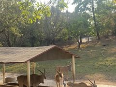 -深圳野生动物园