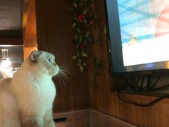 -喵园·猫主题咖啡厅·撸猫·猫咖(国贸店)