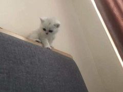 -客栈猫舍(中央北路店)