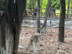 -清迈夜间动物园