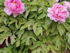 -莲花池公园