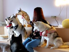 -Husky Go! 哈士奇体验馆·宠物咖啡厅狗咖