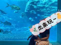 餐桌旁边的景色太美-海棠湾洲际-涛·海底餐厅·美人鱼·自助餐·海底隧道