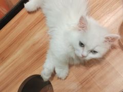 -袖虎·猫馆(体育西路店)