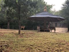 -石家庄市动物园