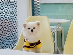 -怪兽屋·羊驼·猫咖·狗咖(俊华广场店)