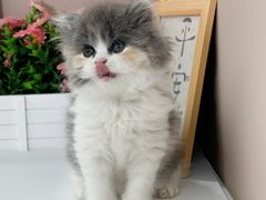 -小猫来了·猫舍(红山六九七九店)