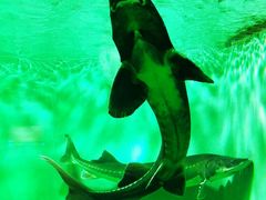 -太平洋海底世界