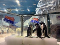 -海合安武汉极地海洋公园