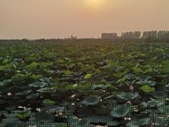 -白洋淀风景区