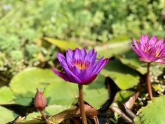 -东莞植物园