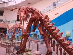 -陕西自然博物馆