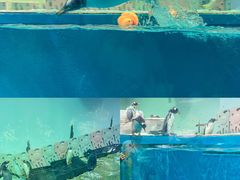 -正佳极地海洋世界