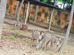 -清迈夜间动物园