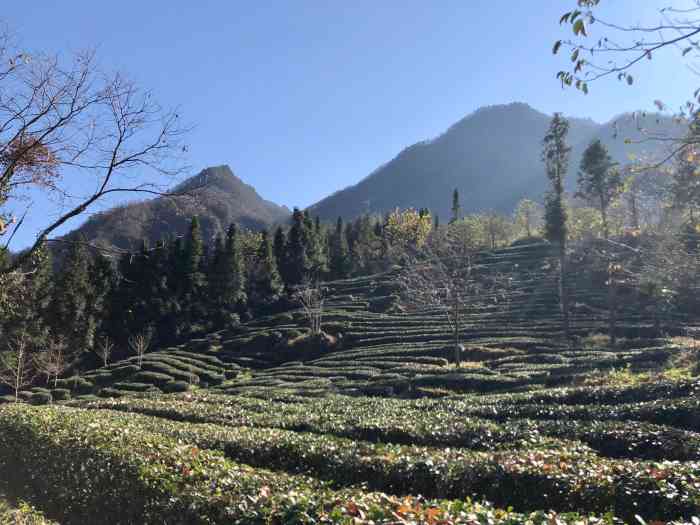 神农坛-"走过百草园(神农药园),路过被雷劈开,."-大众点评移动版