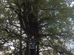 -千年银杏谷文化旅游区