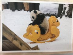 -都江堰中华大熊猫苑