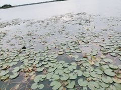 -贡湖湾湿地公园