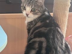 -MOCHA明星猫咖(田子坊店)