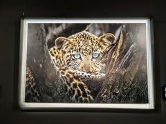 -罗红摄影艺术馆