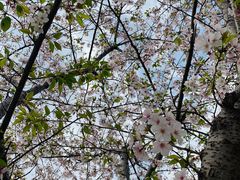 -高东镇樱花园