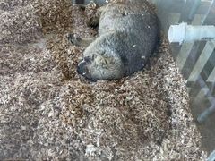 -怪兽屋·羊驼·猫咖·狗咖(俊华广场店)