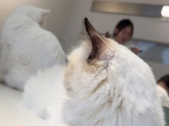 -怪兽屋·羊驼·猫咖·狗咖(俊华广场店)