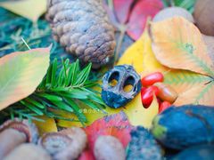 -国家植物园南园