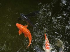 -杭州西子湖四季酒店·金沙厅